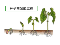《第一节 种子萌发的过程》PPT课件2-冀少儿版生物八年级上册