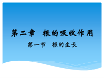 《第一节 根的生长》PPT课件1-冀少儿版生物八年级上册