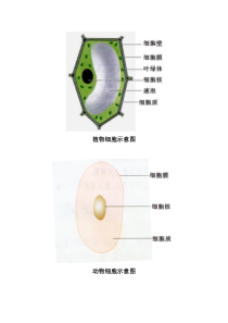 《第一节 细菌》学生活动案-冀少儿版生物八年级上册