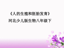 《第三节 人的生殖和胚胎发育》PPT课件2-冀少儿版生物八年级下册
