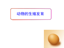 《第二节 动物的生殖发育》PPT课件5-冀少儿版生物八年级下册