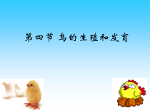 《第二节 动物的生殖发育》PPT课件6-冀少儿版生物八年级下册