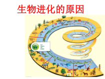 《第二节 生物的进化》PPT课件1-冀少儿版生物八年级下册