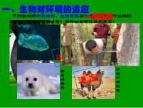 《第二节 生物对环境的适应和影响》PPT课件1-冀少儿版生物八年级下册