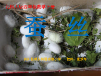 北师大版数学四年级下册3.5《蚕丝》PPT课件(共13页)