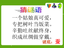 北师大版数学四年级下册3.5《蚕丝》PPT课件(共46页)