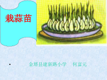 北师大版数学四年级下册6.2《栽蒜苗（一）》PPT课件(共16页)