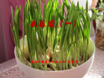 北师大版数学四年级下册6.2《栽蒜苗（一）》PPT课件(共13页)