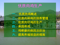 xmx优质肉鸡生产技术课件