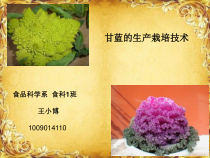 甘蓝的生产栽培技巧19张幻灯片