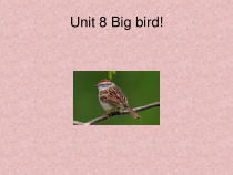 北师大版（一起）三下《Unit 8 Big bird 》PPT课件 (共19页)