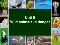 沪教版英语六年级上册《Unit 5 Animals in danger》PPT课件1