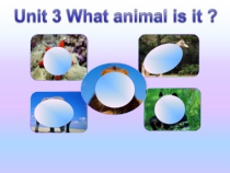 教科版英语六年级下册《Unit 3 What animal is it》优质PPT课件6