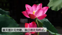 人教部编版三年级下语文3《荷花》示范优质课课件