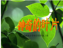 四年级上册科学课件1.3神奇的叶片湘教版共7张PPT