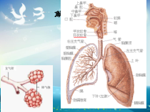 呼吸系统疾病患儿的护理课件