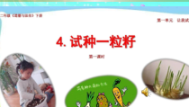 部编版道德与法治二年级下册《4 试种一粒籽》PPT课件2
