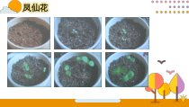 【2020新大象版】三年级下册科学《科学硕果累累》ppt课件