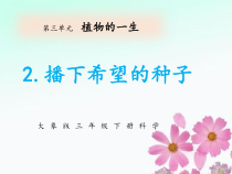 【新大象版】三年级下册科学-2.播下希望的种子课件、2视频(共17张PPT)