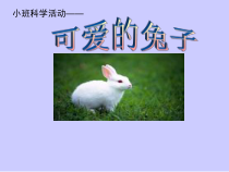 【大象版】一年级上册科学-2.1《兔子》PPT参考课件3