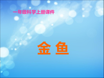 【大象版】一年级上册科学-2.2《金鱼》PPT课件4（共15页）