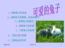 【大象版】一年级上册科学-2.1《兔子》PPT课件6