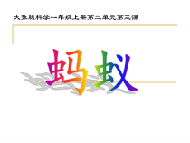 【大象版】一年级上册科学-2.3《蚂蚁》PPT课件5（共23页）