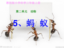 【大象版】一年级上册科学-2.3《蚂蚁》PPT课件7（共16页）