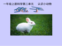 【大象版】一年级上册科学2.1《兔子》PPT课件（共15页）