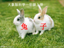 【大象版】一年级上册科学2.1《兔子》PPT课件（共11页）