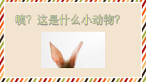 【大象版】一年级上册科学2.1《兔子》PPT课件（共17页）