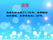 【大象版】一年级上册科学2.2《金鱼》PPT课件2（共32页）