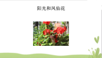 【大象版】科学一年级下册-2.3《阳光和凤仙花》PPT课件