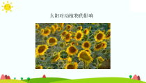 【大象版】科学一年级下册-3.2《太阳对动植物的影响》PPT课件3