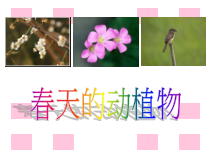 【大象版】科学一年级下册-2.1《认识常见植物》PPT课件（共16页）