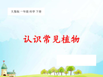 【大象版】科学一年级下册-2.1《认识常见植物》PPT课件（共53页）