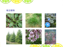 【大象版】科学一年级下册-2.1《认识常见植物》PPT课件3