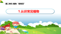 【大象版】科学一年级下册-2.1《认识常见植物》PPT课件5（共20页）