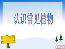【大象版】科学一年级下册-2.1《认识常见植物》PPT课件（共18页）