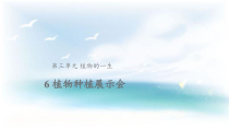 2020新大象版三年级下册科学6 植物种植展示会 ppt课件（含教案+视频）