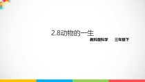 【2020新苏教版】小学科学三年级下册-2.8《动物的一生》ppt课件
