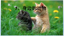 小学科学【冀人版】一年级上册7《身边的动物》PPT课件(共28页)