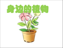 小学科学【冀人版】一年级上册《身边的植物》PPT课件(共15页)