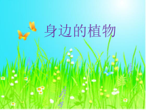 小学科学【冀人版】一年级上册4《身边的植物》PPT课件(共17页)