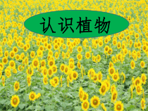 小学科学【冀人版】一年级上册5《认识植物》PPT课件 (1)