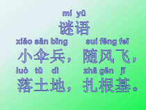 小学科学【冀人版】一年级上册6《观察蒲公英》PPT课件(共19页)