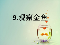 小学科学【冀人版】一年级上册9《观察金鱼》PPT课件2(共30页)