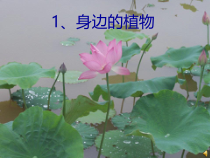 小学科学【冀人版】一年级上册第4课《身边的植物》PPT课件(共20页)