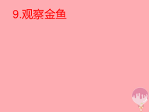 小学科学【冀人版】一年级上册第9课《观察金鱼》PPT课件(共33页)