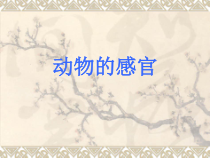 小学科学【冀人版】一年级上册《动物的感官》PPT课件（共11页）